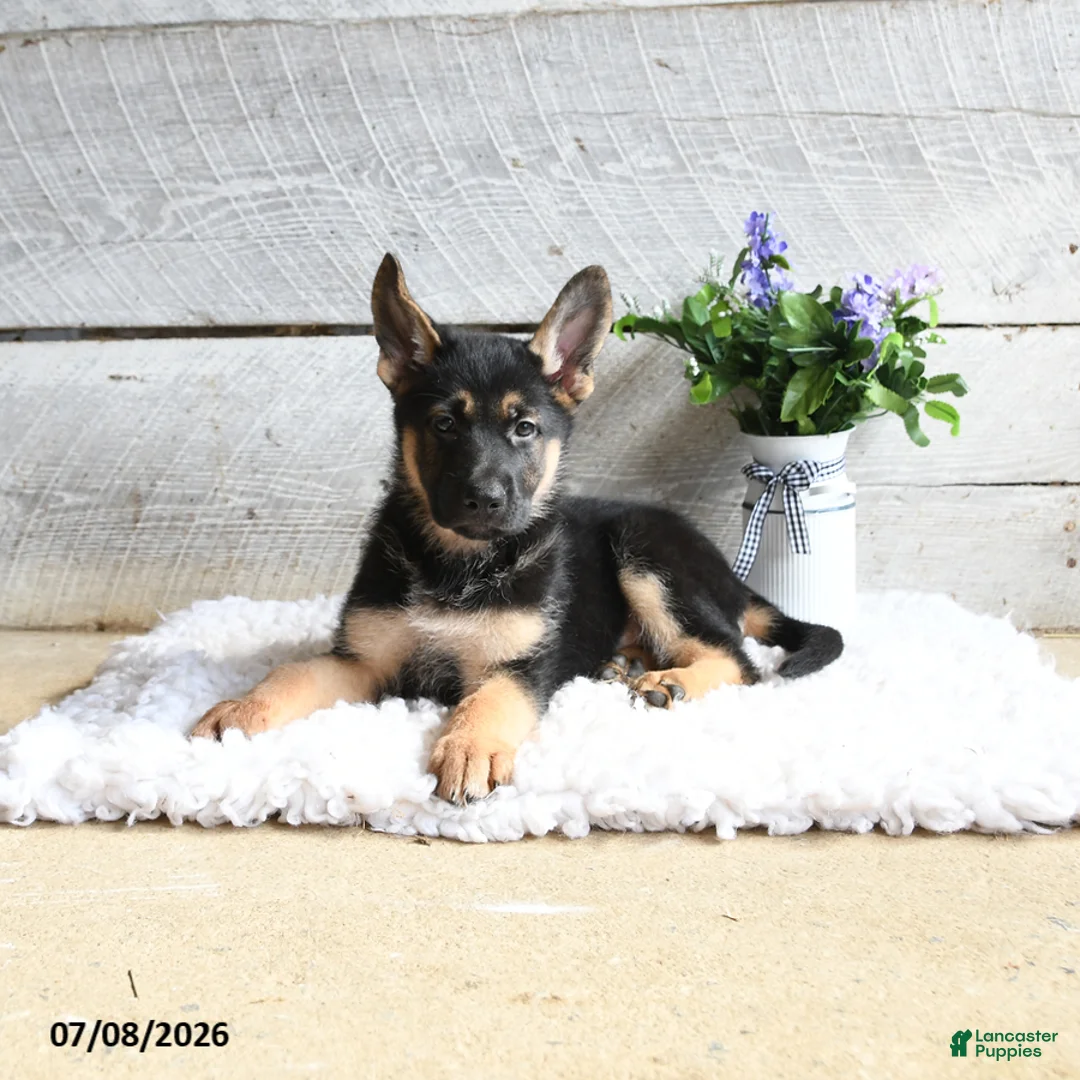 German Shepherd dogs for sale: Echo - Ad 2
