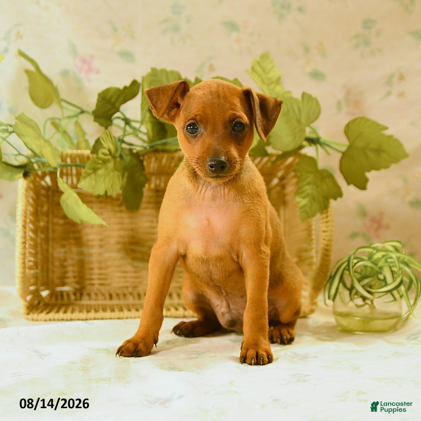 Miniature Pinscher dogs Ruger - Ad 2