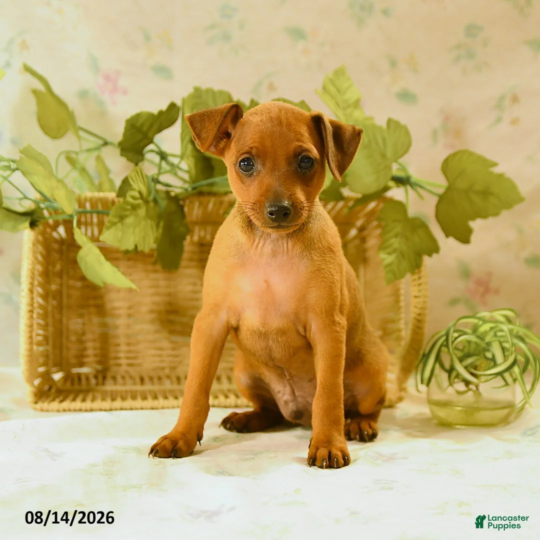 Miniature Pinscher dogs for sale: Ruger - Ad 2