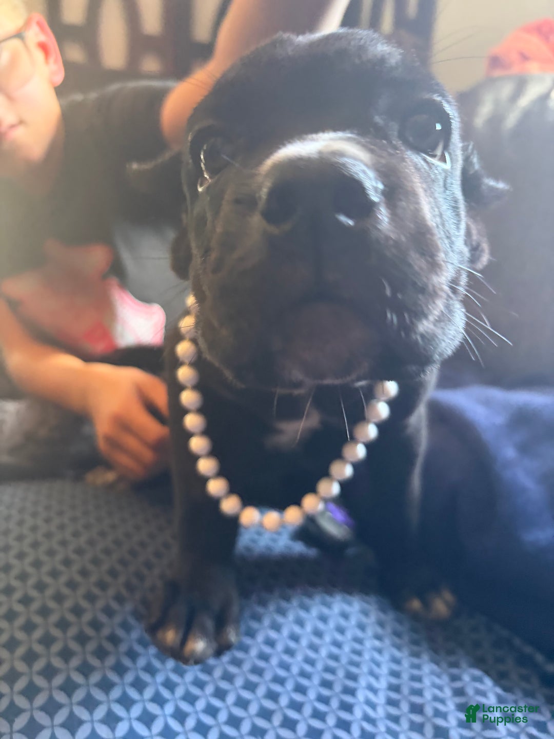 Cane Corso dogs for sale: Garcia - Ad 11