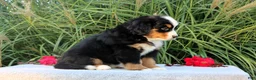 Bernese Mountain Dog dogs for sale: Lyndon AKC - Ad 4