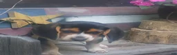 Beagle dogs for sale: Obie - Ad 9
