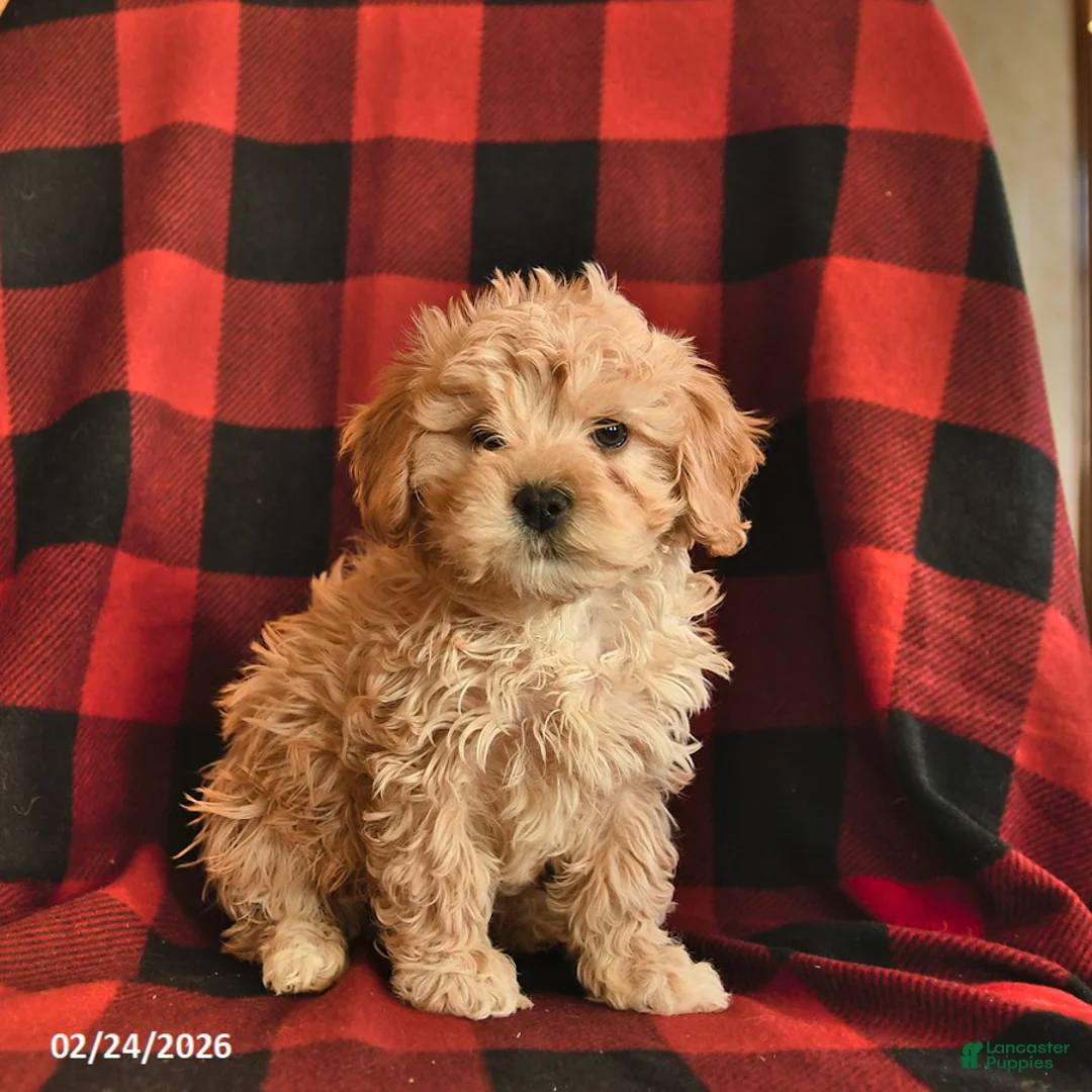 Havapoo dogs for sale: Sugar  - Ad 3