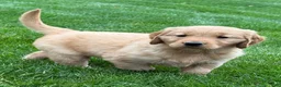 Golden Retriever dogs for sale: Monet - Ad 6