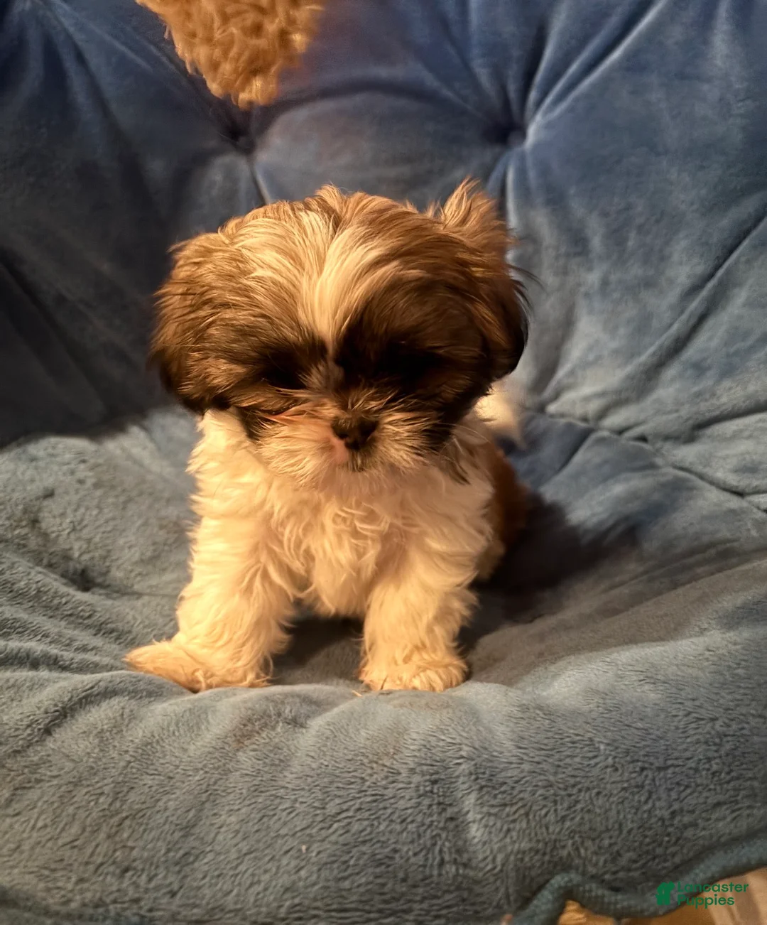 Shih Tzu dogs for sale: Nala - Ad 2