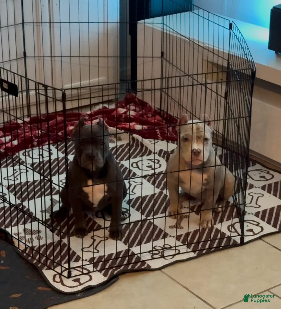 American Bully dogs for sale: American Bully Lilac Merle Male - Ad 5