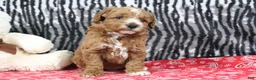 Mini Goldendoodle dogs for sale: Blaze - Ad 3