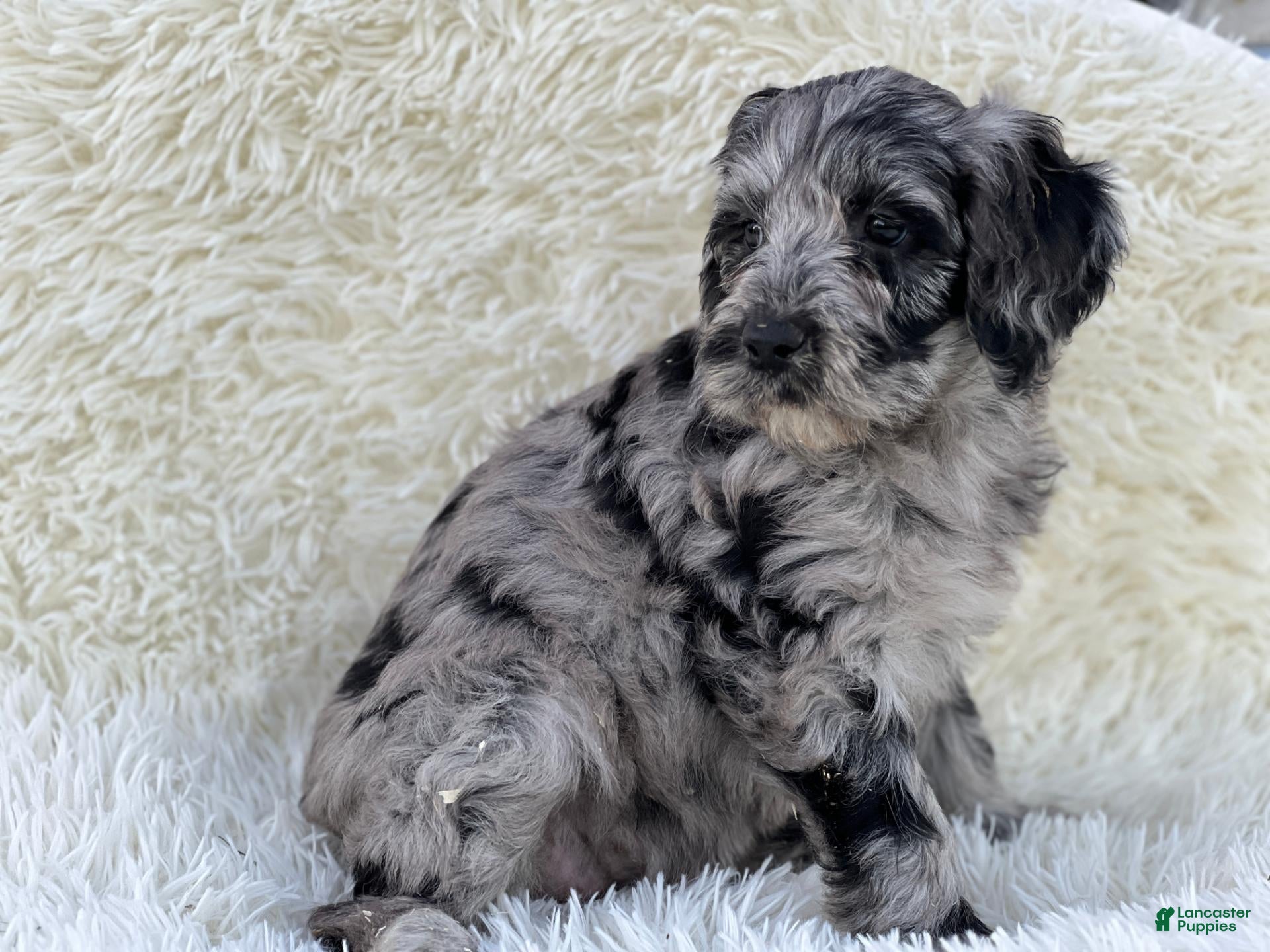 Mixed Breed dogs for sale: Vivienne - Ad 1