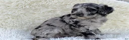Mixed Breed dogs for sale: Vivienne - Ad 1