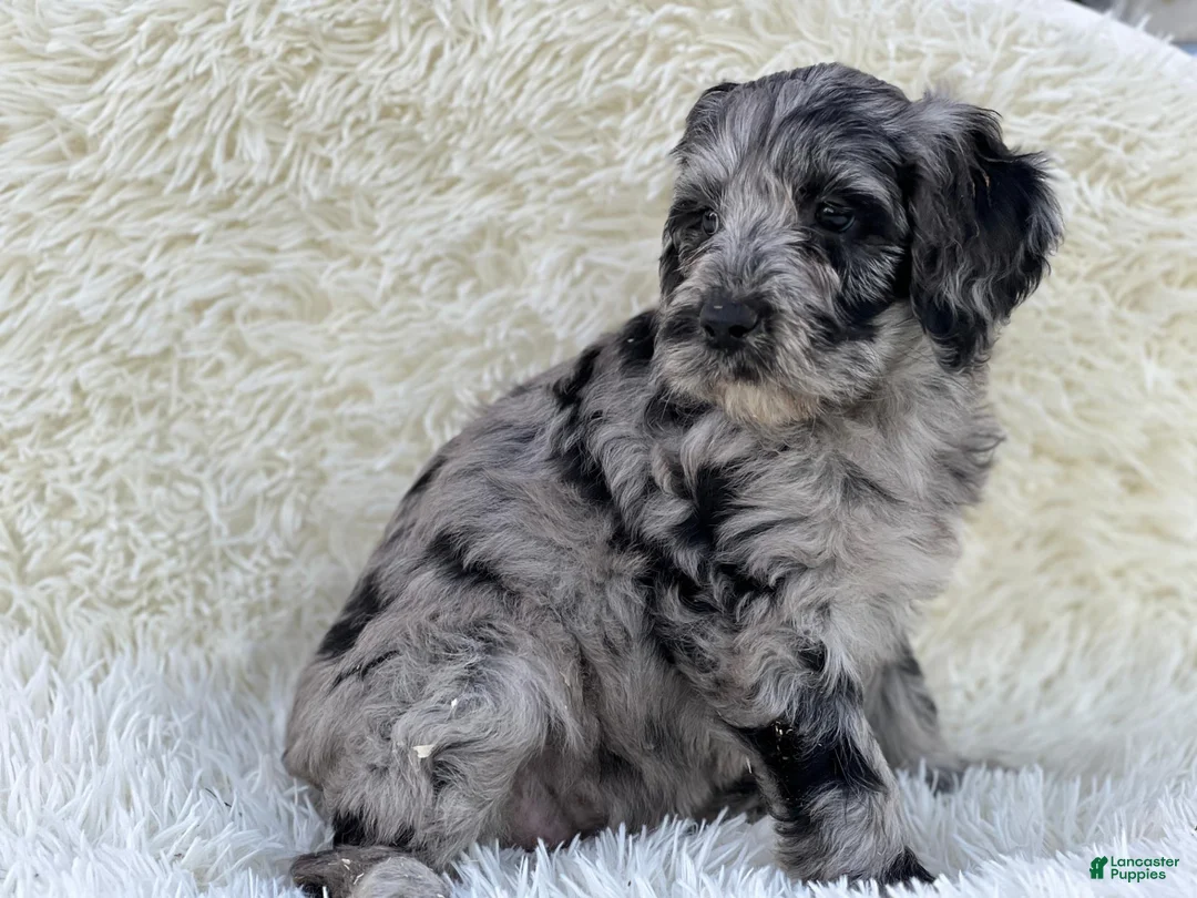 Mixed Breed dogs for sale: Vivienne - Ad 1