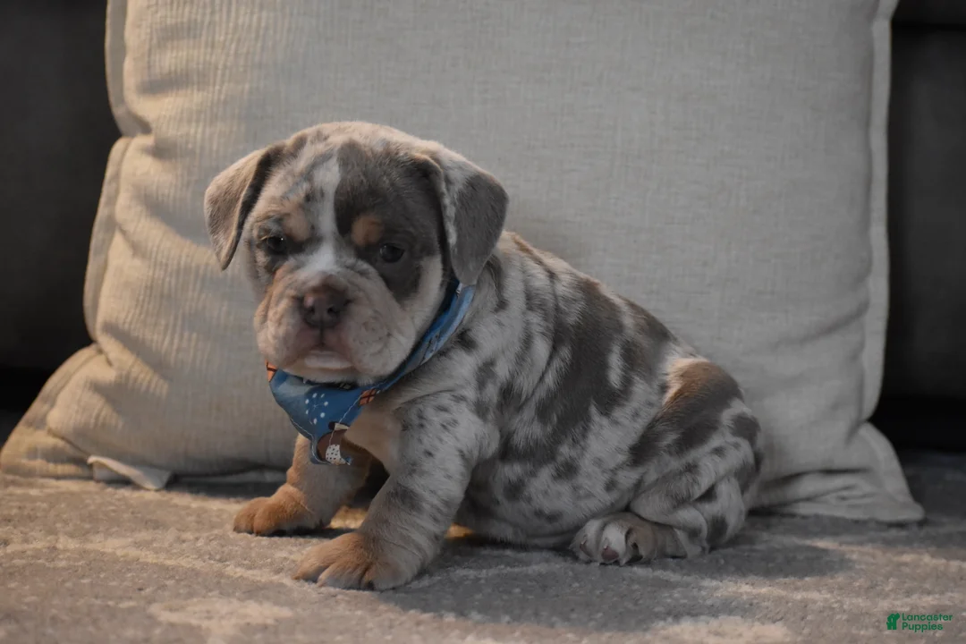 Beabull dogs for sale: Foster - Ad 5