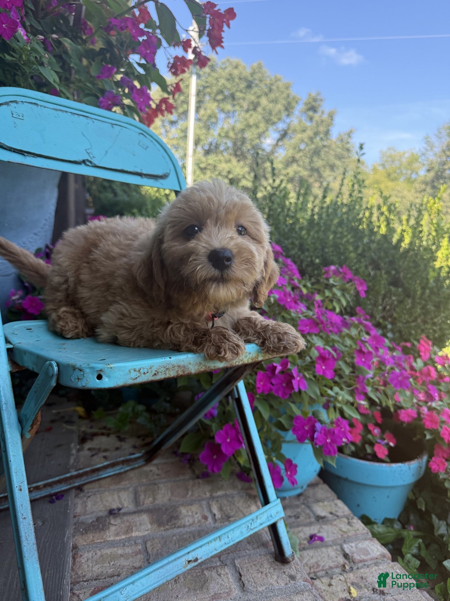 Miniature Labradoodle dogs Chloe - Ad 10