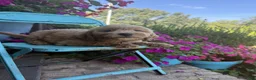 Miniature Labradoodle dogs for sale: Chloe - Ad 1