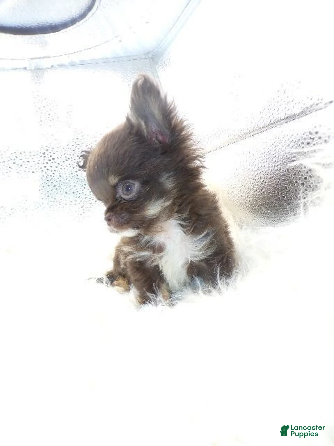 Chihuahua dogs for sale: Chihuahua Puppy 1 - Ad 6