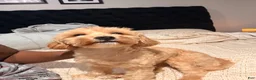 Shihpoo dogs for sale: Shihpoo 1 - Ad 6