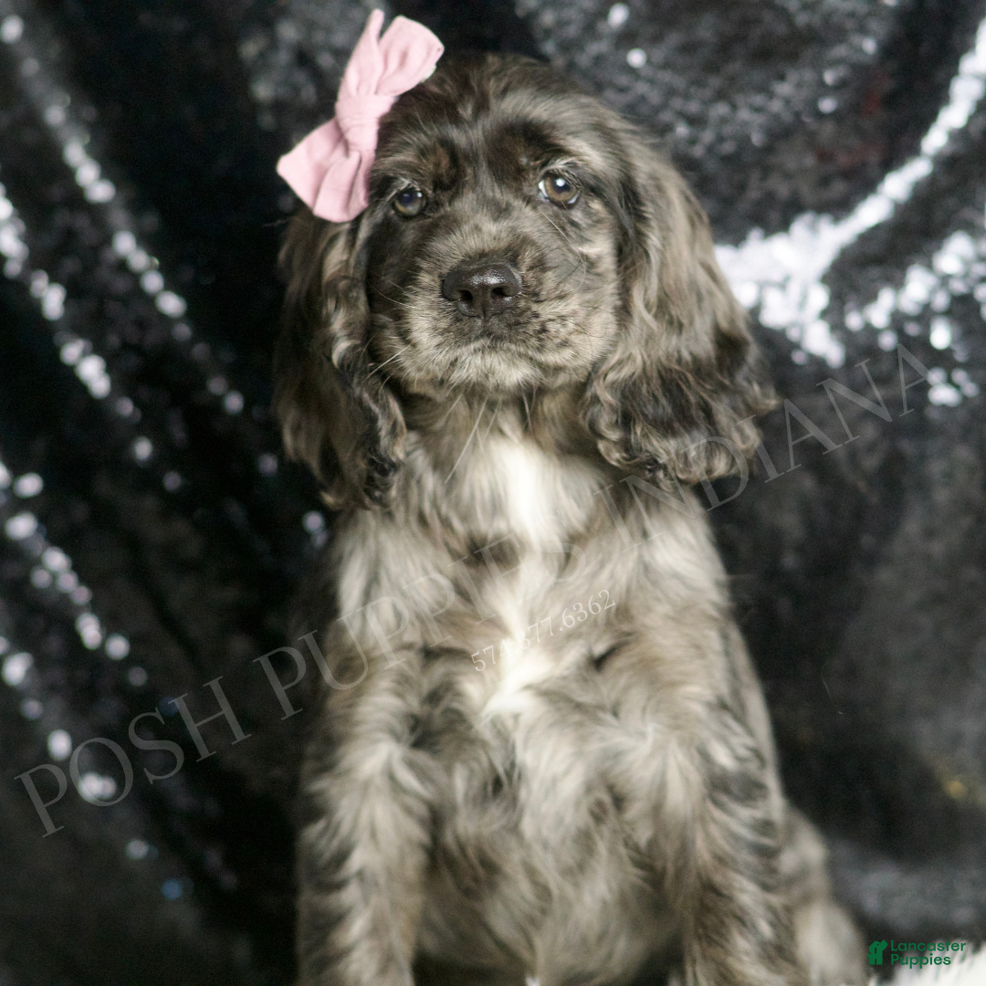 Cocker Spaniel dogs Francine - Ad 10