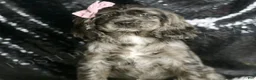 Cocker Spaniel dogs for sale: Francine - Ad 1