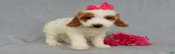 Mini Goldendoodle dogs for sale: Princess-MEDIUM - Ad 2