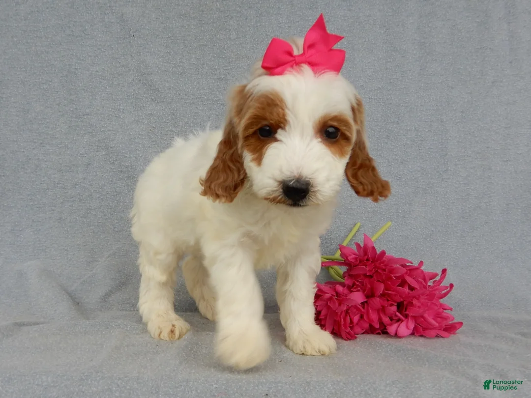 Mini Goldendoodle dogs for sale: Princess-MEDIUM - Ad 2