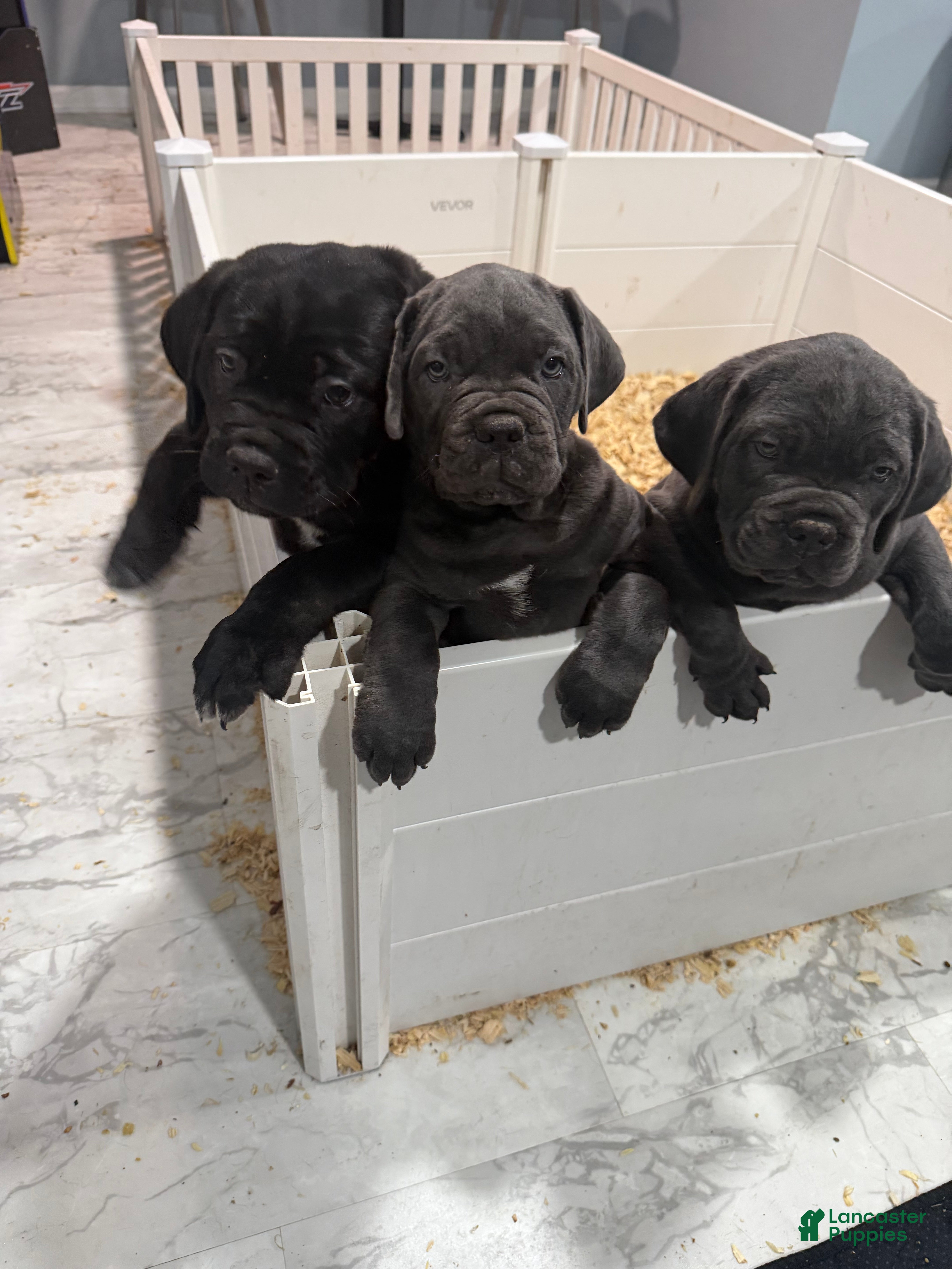 Cane Corso dogs Cane Corso 2 - Ad 1