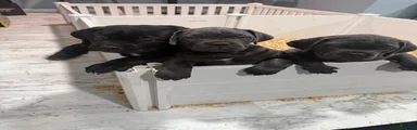 Cane Corso 2