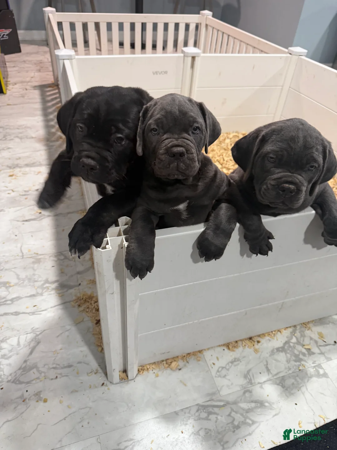 Cane Corso dogs for sale: Cane Corso 2 - Ad 1