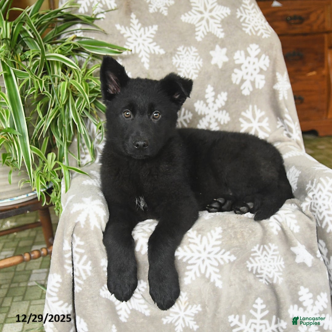 German Shepherd dogs for sale: Penny - Ad 4