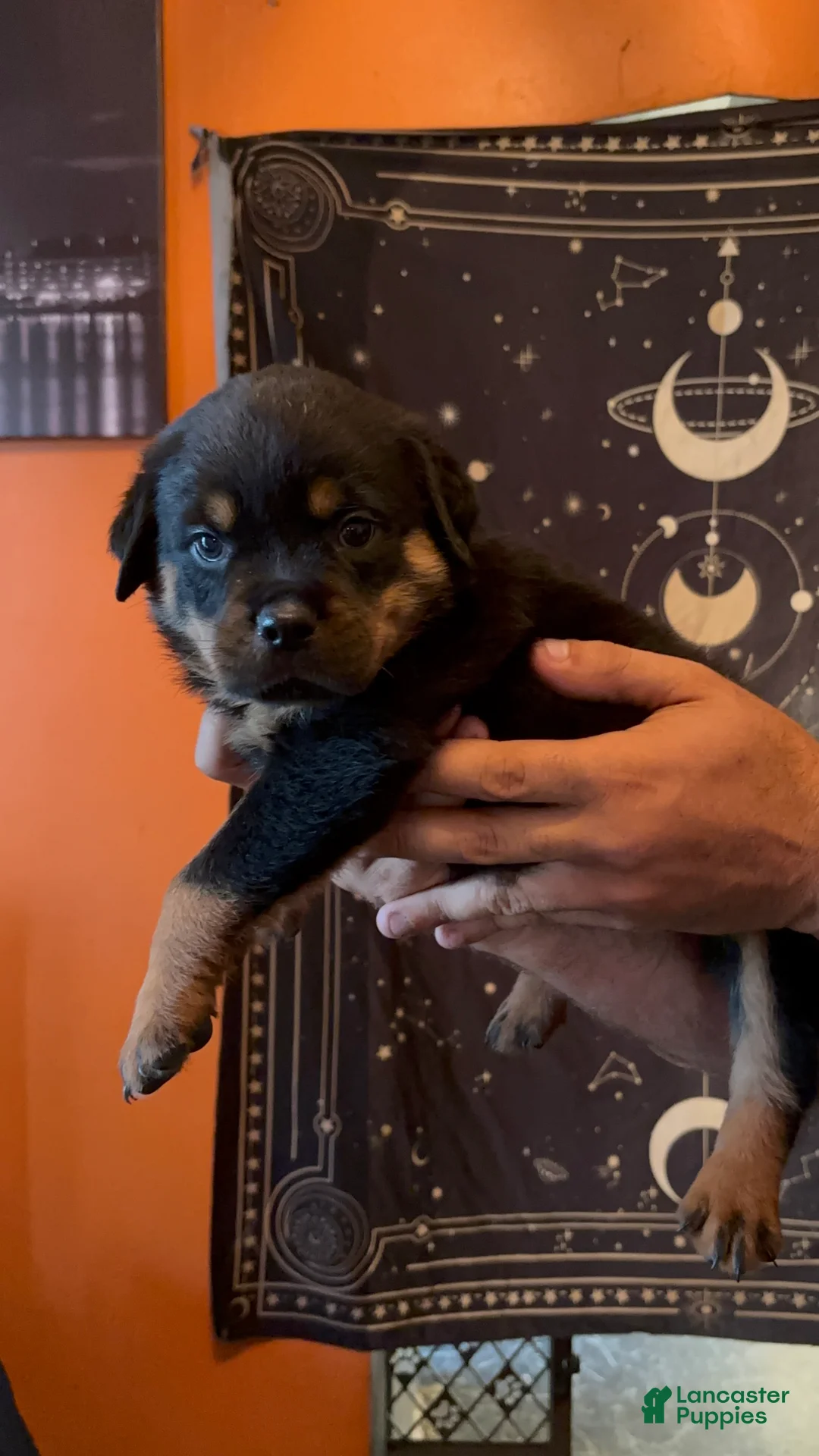 Rottweiler dogs for sale: Rottweiler 6 - Ad 2