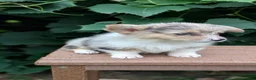 Welsh Corgi Pembroke dogs for sale: Jill - Ad 8
