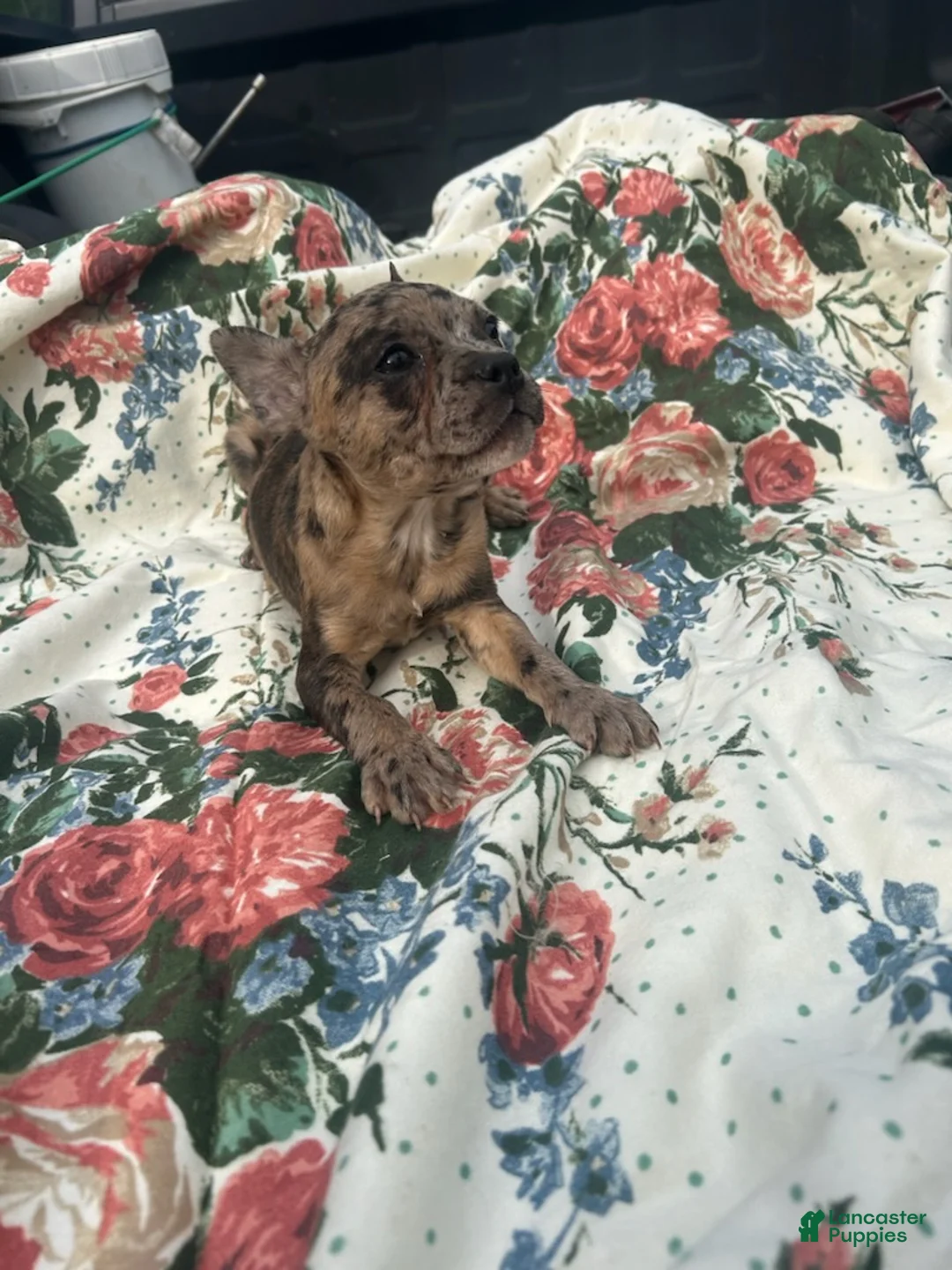 French Bulldog dogs for sale: Marty - Ad 2
