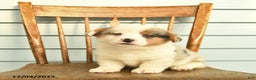 Welsh Corgi Pembroke dogs for sale: Sage  - Ad 2