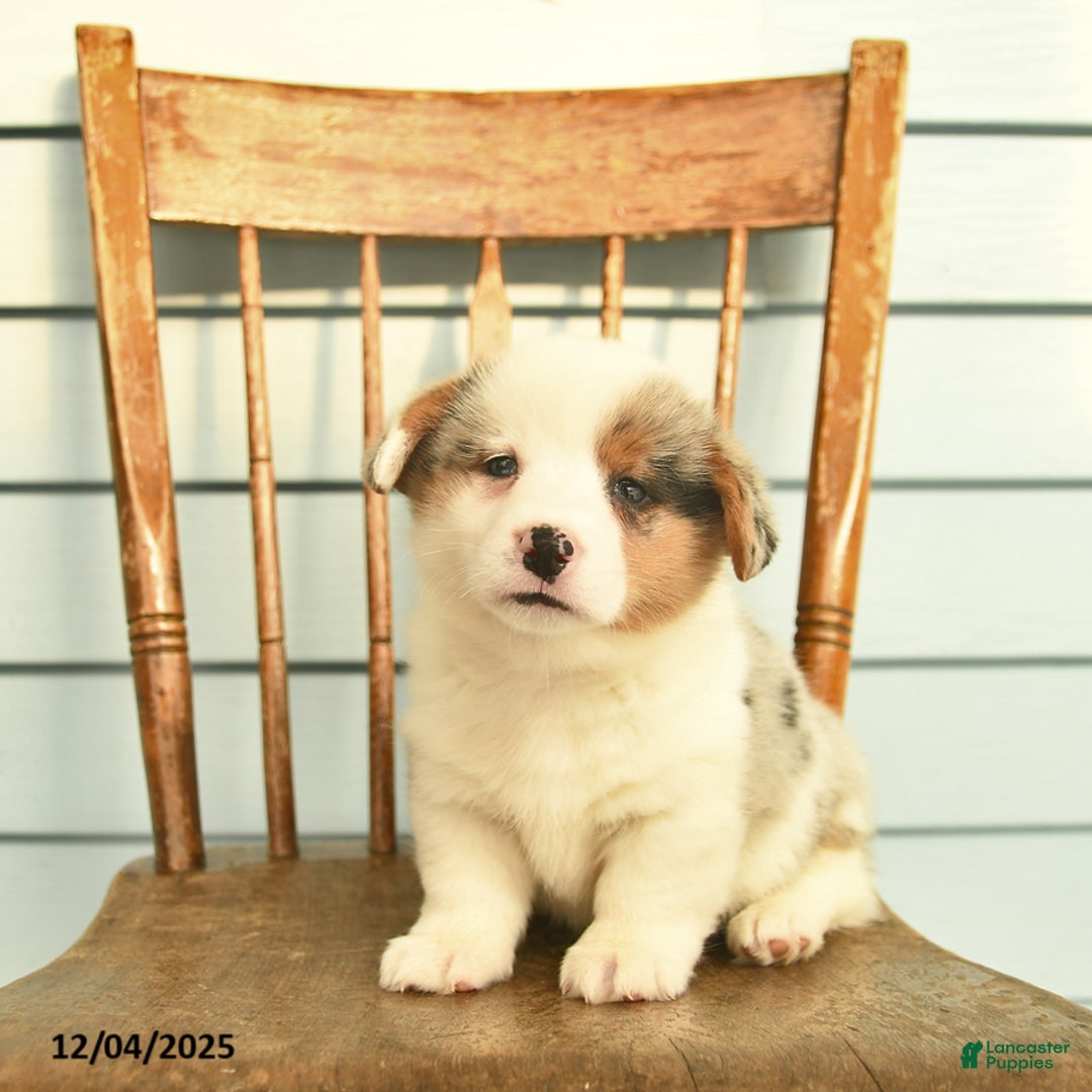 Welsh Corgi Pembroke dogs for sale: Sage  - Ad 2