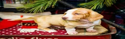 Miniature Dachshund dogs for sale: Sailor - Ad 13