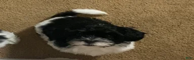 Shih Tzu Puppy 1