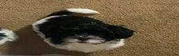 Shih Tzu dogs for sale: Shih Tzu Puppy 1 - Ad 1