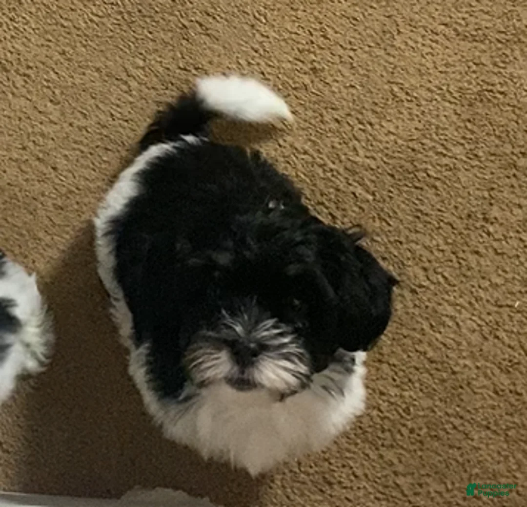 Shih Tzu dogs for sale: Shih Tzu Puppy 1 - Ad 1
