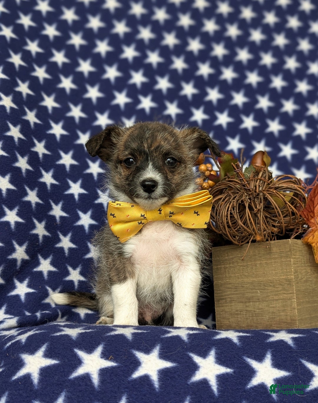 Mixed Breed dogs for sale: Rover 10 lbs Full Grown - Ad 2