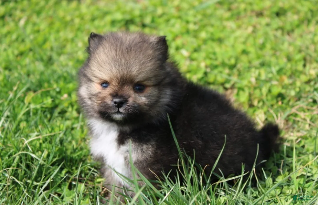 Pomeranian dogs for sale: Casper  - Ad 2