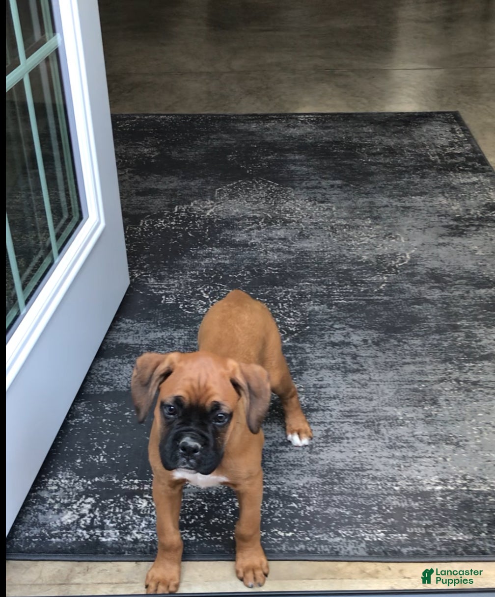Boxer dogs Boxer Puppy 2 - Ad 2