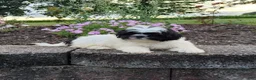 Shih Tzu dogs for sale: Theo - Ad 5