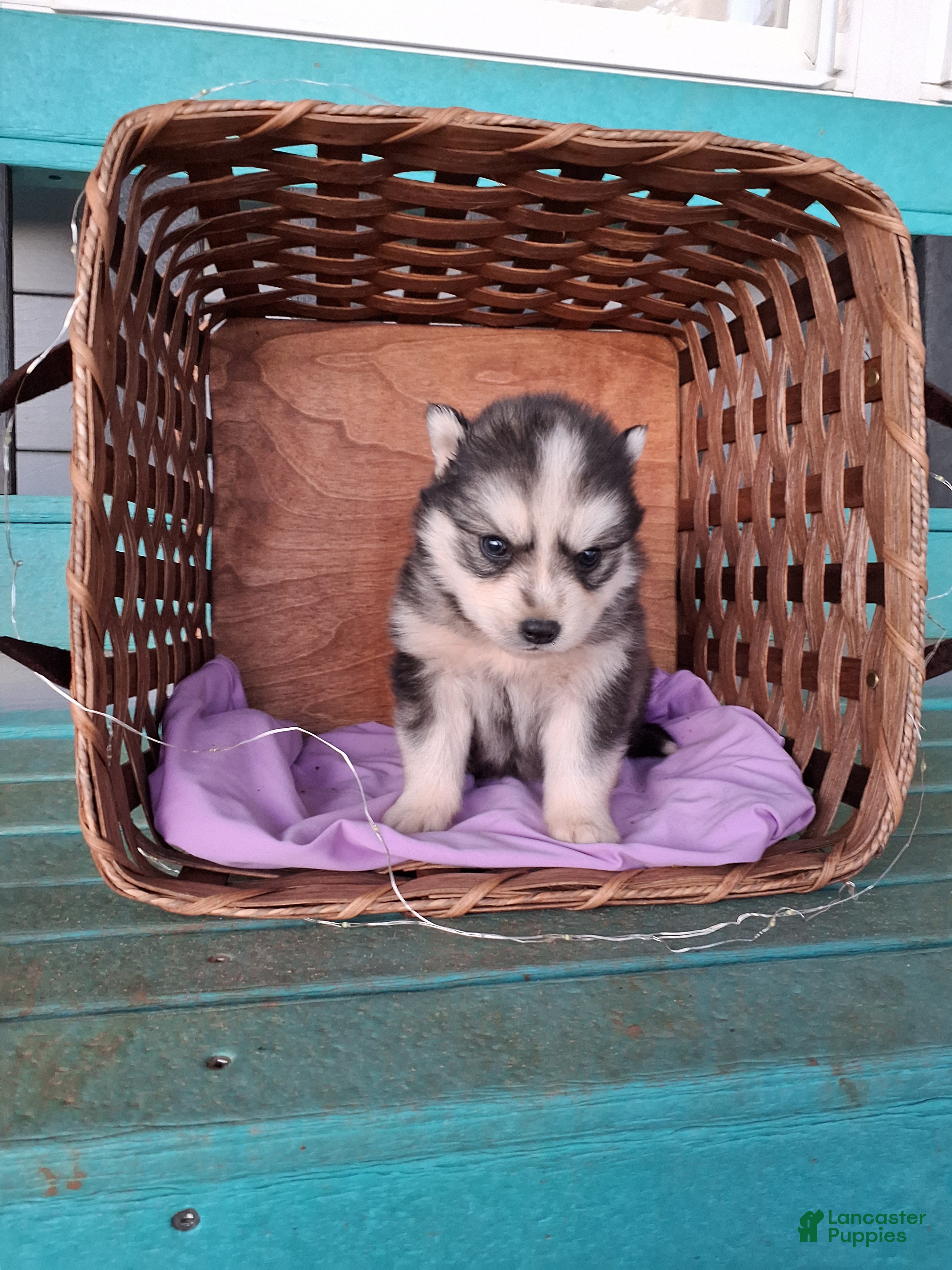 Pomsky dogs Daisy  - Ad 2