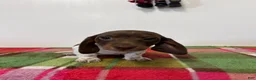 Miniature Dachshund dogs for sale: Nellie - Ad 7