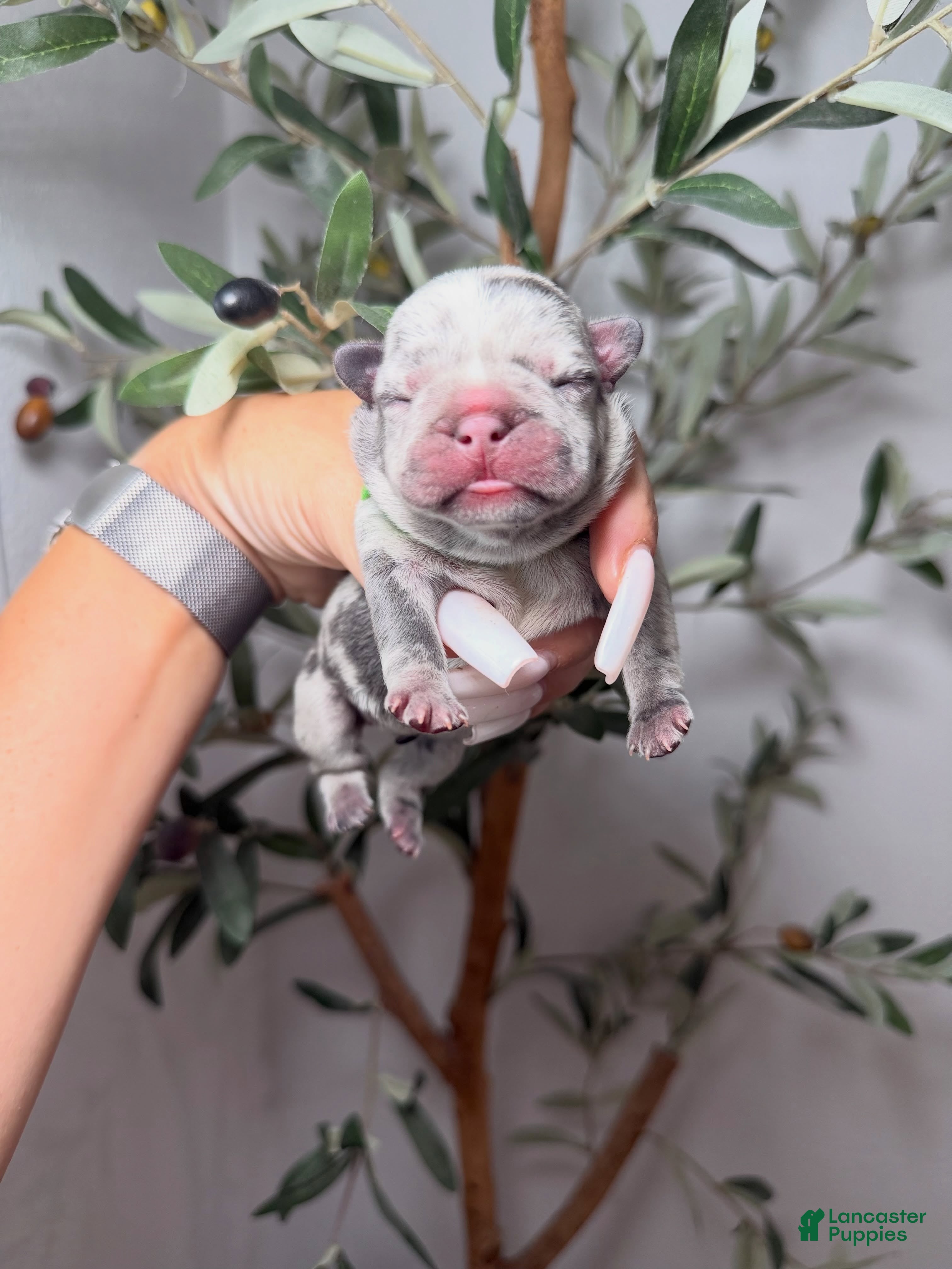 French Bulldog dogs for sale: Spellbound-Merle - Ad 1