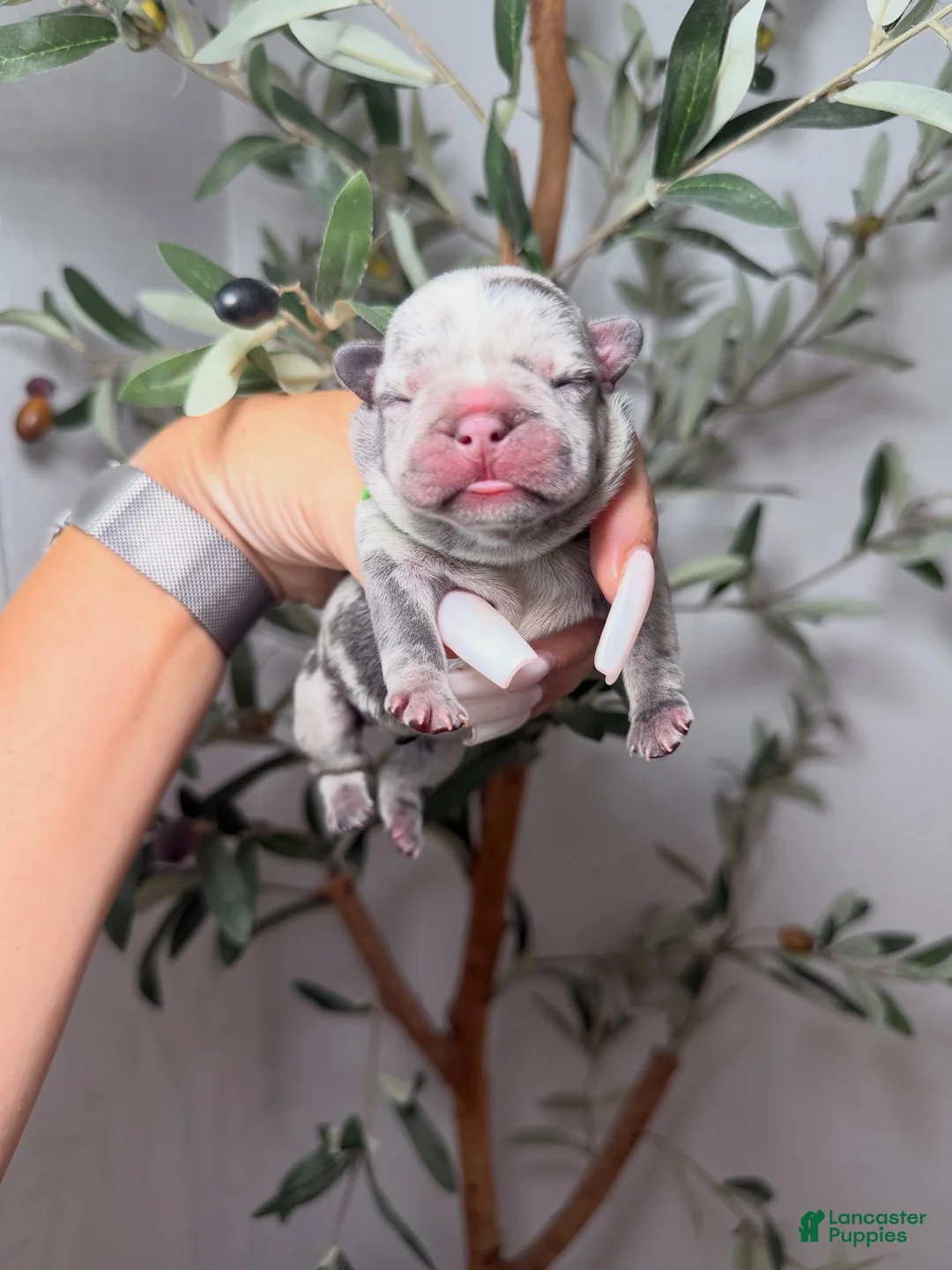 French Bulldog dogs for sale: Spellbound-Merle - Ad 1