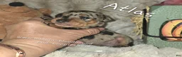 Miniature Pinscher dogs for sale: Atlas - Ad 2