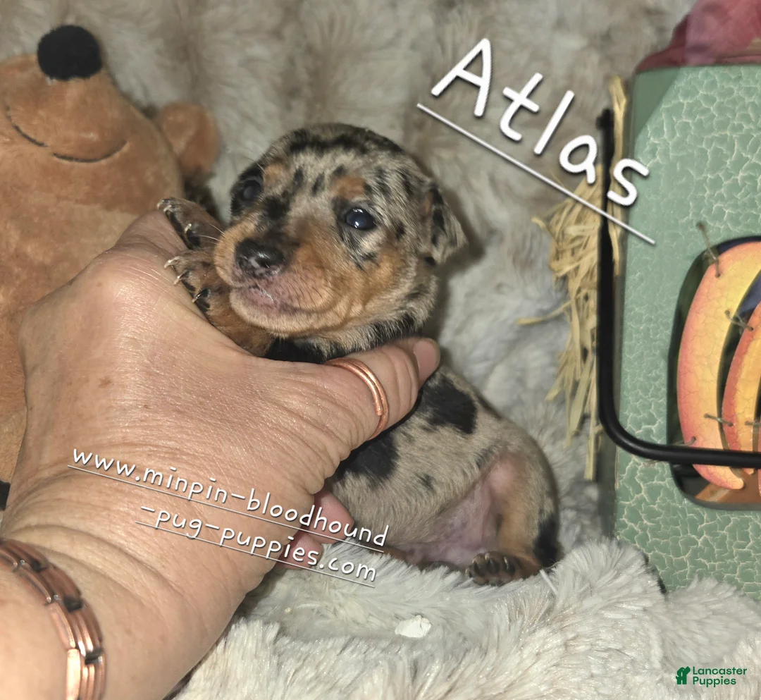 Miniature Pinscher dogs for sale: Atlas - Ad 2