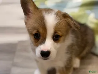 Welsh Corgi Pembroke dogs Welsh Corgi Pembroke Puppy 1 - Ad 32