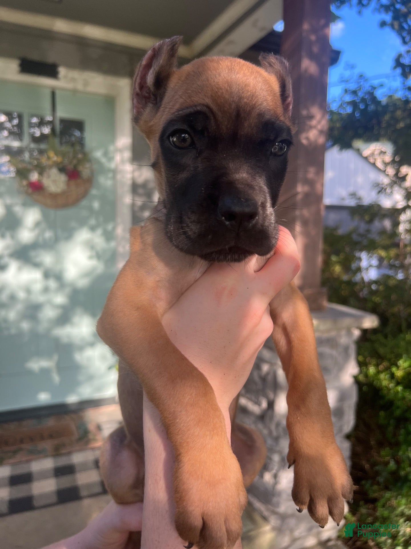 Cane Corso dogs Silver Collar Male - Ad 1