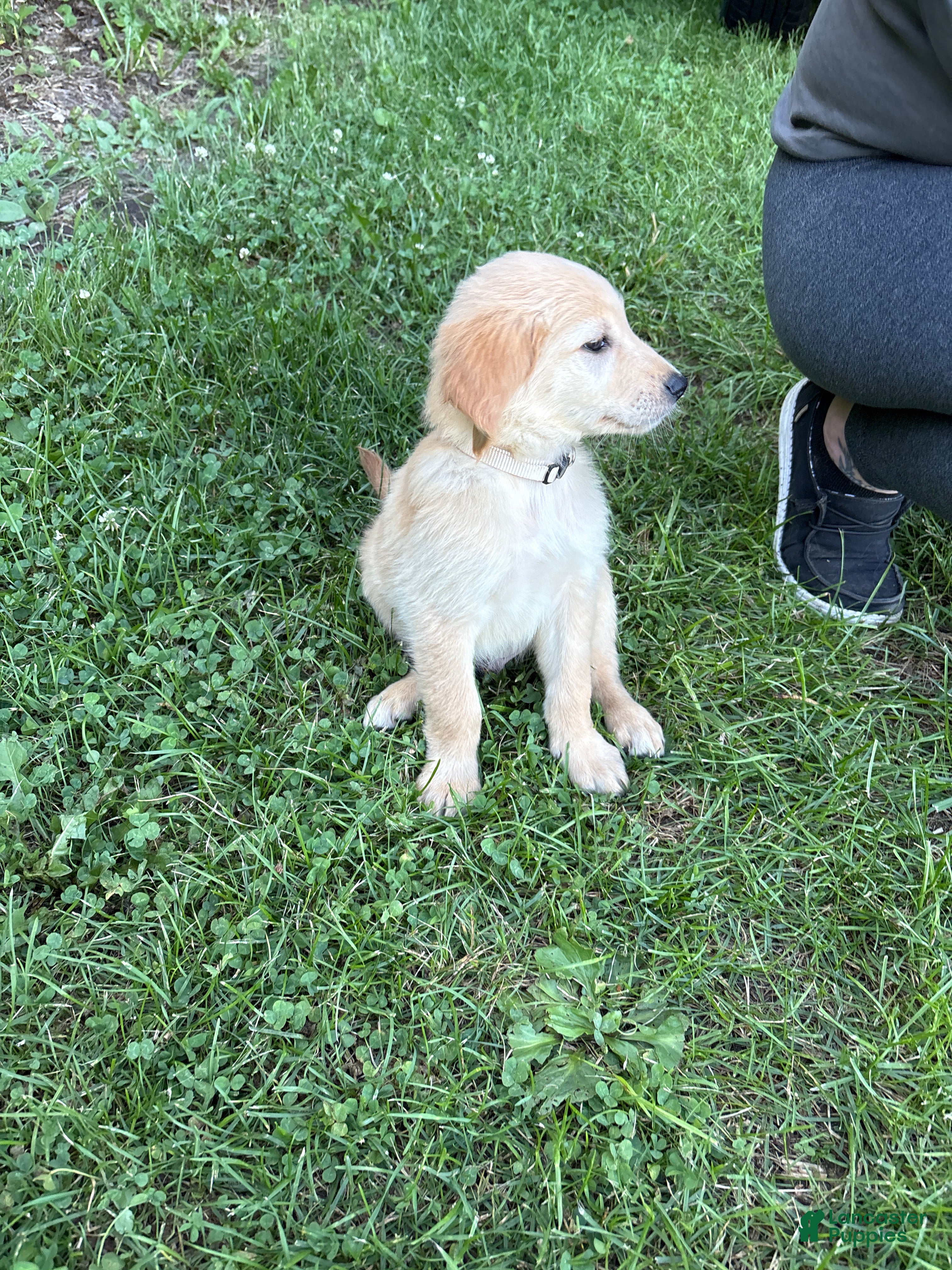 Golden Retriever dogs White - Ad 6