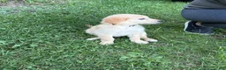 Golden Retriever dogs for sale: White - Ad 1